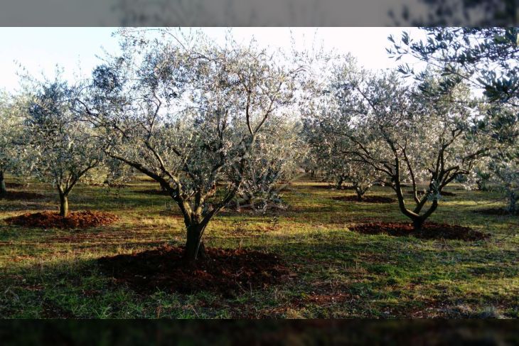 Poljoprivredno zemljište, Prodaja, Poreč, Vrvari