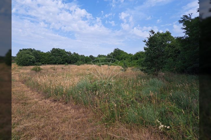 Poljoprivredno zemljište, Prodaja, Poreč, Montižana