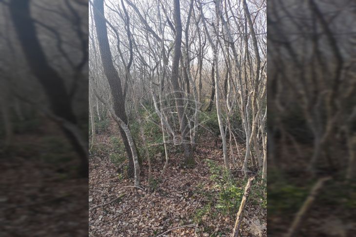 Poljoprivredno zemljište, Prodaja, Barban, Hrboki Poljoprivredno zemljište, Prodaja, Barban, Hrboki