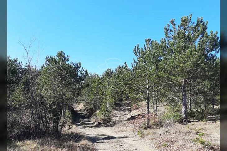 Poljoprivredno zemljište, Prodaja, Lupoglav, Lesišćina