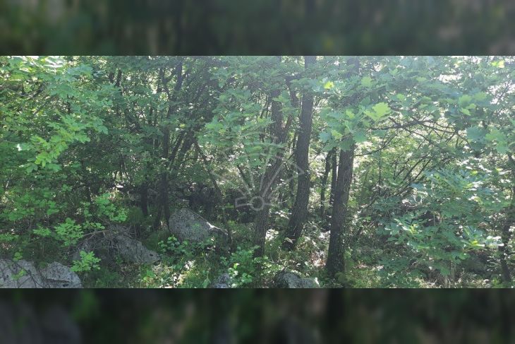 Građevinsko zemljište, Prodaja, Kostrena, Vrh Martinšćice Građevinsko zemljište, Prodaja, Kostrena, Vrh Martinšćice