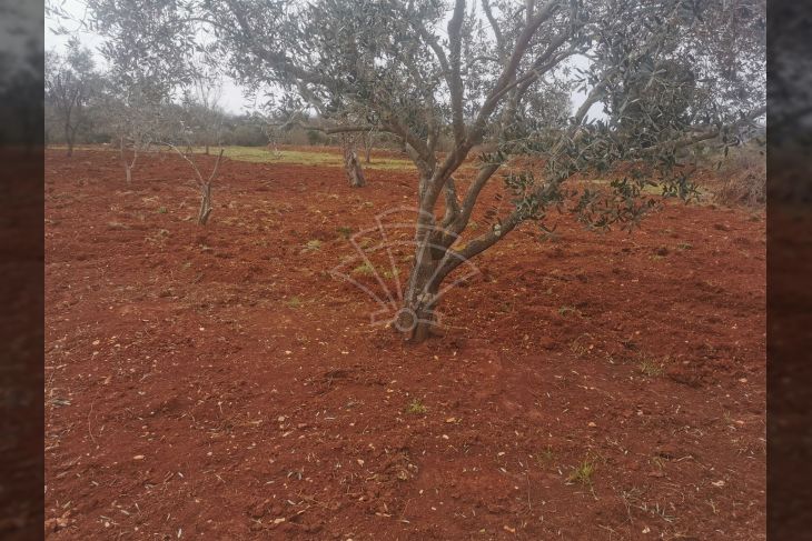 Poljoprivredno zemljište, Prodaja, Ližnjan, Šišan Poljoprivredno zemljište, Prodaja, Ližnjan, Šišan
