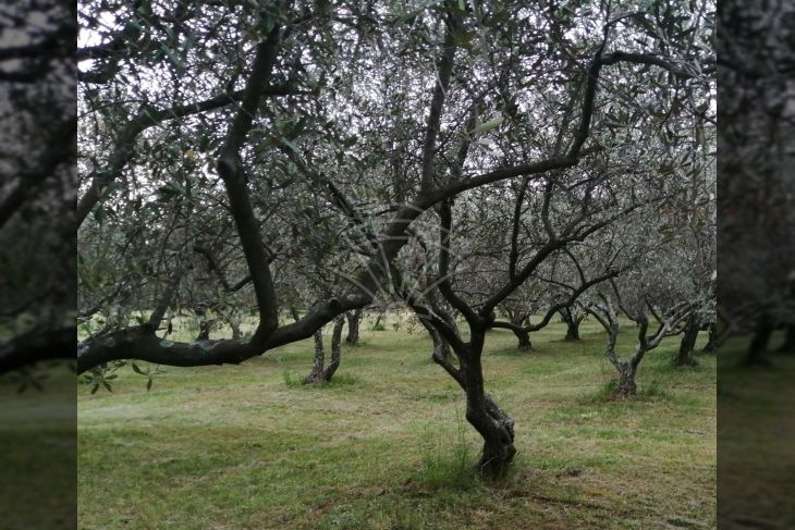 Zemljište - ostalo, Prodaja, Brtonigla, Brtonigla Zemljište - ostalo, Prodaja, Brtonigla, Brtonigla