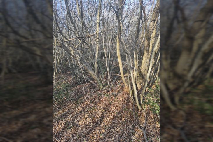 Poljoprivredno zemljište, Prodaja, Barban, Hrboki Poljoprivredno zemljište, Prodaja, Barban, Hrboki