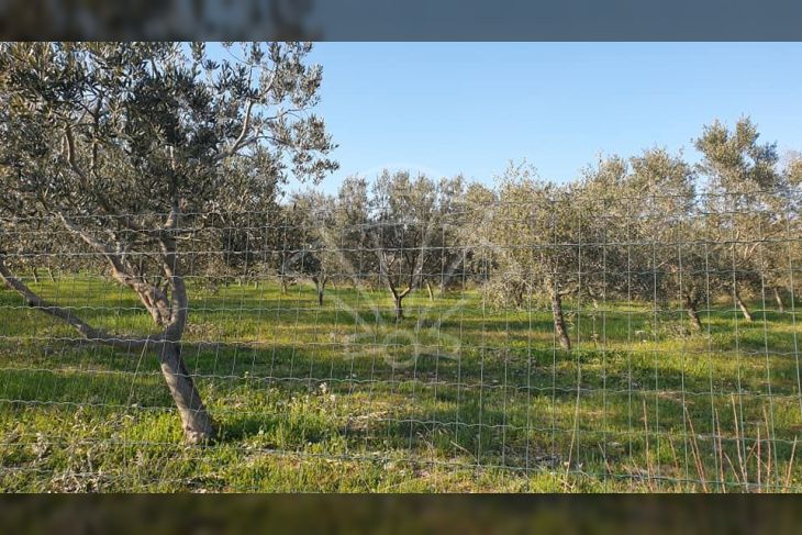 Poljoprivredno zemljište, Prodaja, Vodnjan, Barbariga Poljoprivredno zemljište, Prodaja, Vodnjan, Barbariga