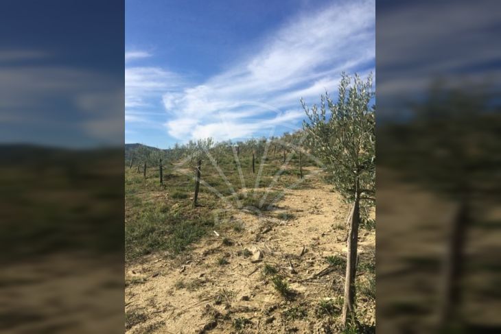 Poljoprivredno zemljište, Prodaja, Pazin - Okolica, Grdoselo Poljoprivredno zemljište, Prodaja, Pazin - Okolica, Grdoselo
