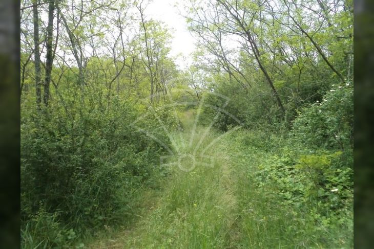 Poljoprivredno zemljište, Prodaja, Pazin - Okolica, Trviž Poljoprivredno zemljište, Prodaja, Pazin - Okolica, Trviž