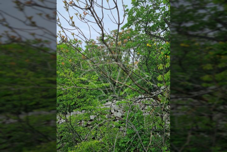Građevinsko zemljište, Prodaja, Kraljevica, Šmrika Građevinsko zemljište, Prodaja, Kraljevica, Šmrika