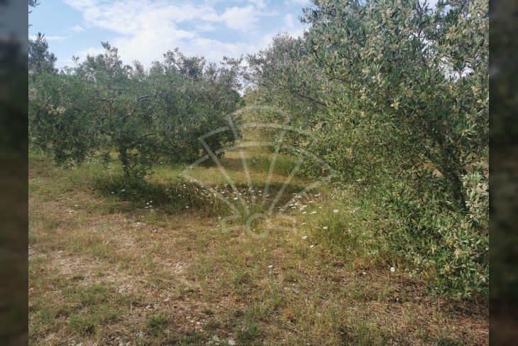 Poljoprivredno zemljište, Prodaja, Vodnjan, Barbariga Poljoprivredno zemljište, Prodaja, Vodnjan, Barbariga