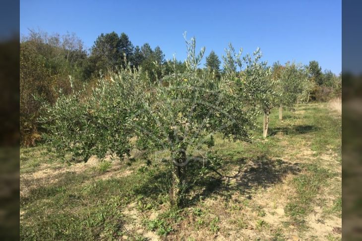 Poljoprivredno zemljište, Prodaja, Cerovlje, Previž Poljoprivredno zemljište, Prodaja, Cerovlje, Previž
