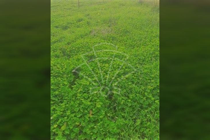Poljoprivredno zemljište, Prodaja, Ližnjan, Jadreški Poljoprivredno zemljište, Prodaja, Ližnjan, Jadreški