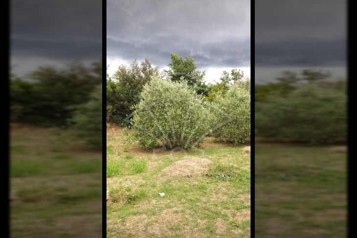 Oranica, Prodaja, Ližnjan, Šišan Oranica, Prodaja, Ližnjan, Šišan