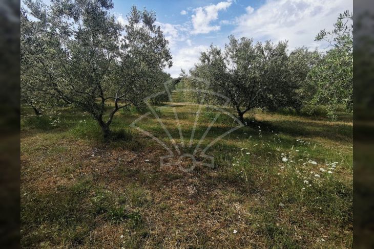 Poljoprivredno zemljište, Prodaja, Vodnjan, Barbariga Poljoprivredno zemljište, Prodaja, Vodnjan, Barbariga