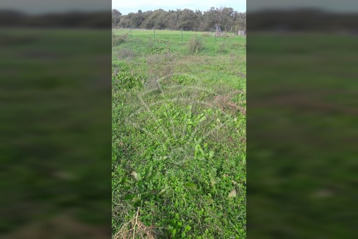 Poljoprivredno zemljište, Prodaja, Ližnjan, Jadreški Poljoprivredno zemljište, Prodaja, Ližnjan, Jadreški