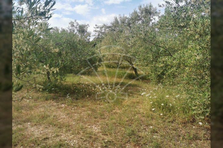 Poljoprivredno zemljište, Prodaja, Vodnjan, Barbariga Poljoprivredno zemljište, Prodaja, Vodnjan, Barbariga