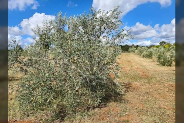 Poljoprivredno zemljište, Prodaja, Vodnjan, Vodnjan Poljoprivredno zemljište, Prodaja, Vodnjan, Vodnjan