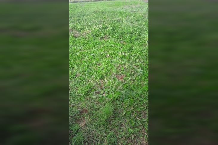 Poljoprivredno zemljište, Prodaja, Ližnjan, Jadreški Poljoprivredno zemljište, Prodaja, Ližnjan, Jadreški