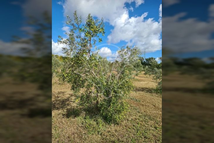Poljoprivredno zemljište, Prodaja, Vodnjan, Vodnjan Poljoprivredno zemljište, Prodaja, Vodnjan, Vodnjan