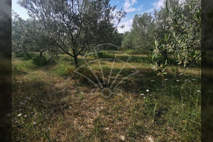 Poljoprivredno zemljište, Prodaja, Vodnjan, Barbariga Poljoprivredno zemljište, Prodaja, Vodnjan, Barbariga