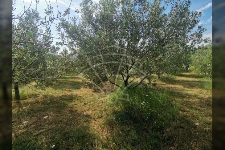 Poljoprivredno zemljište, Prodaja, Vodnjan, Barbariga Poljoprivredno zemljište, Prodaja, Vodnjan, Barbariga