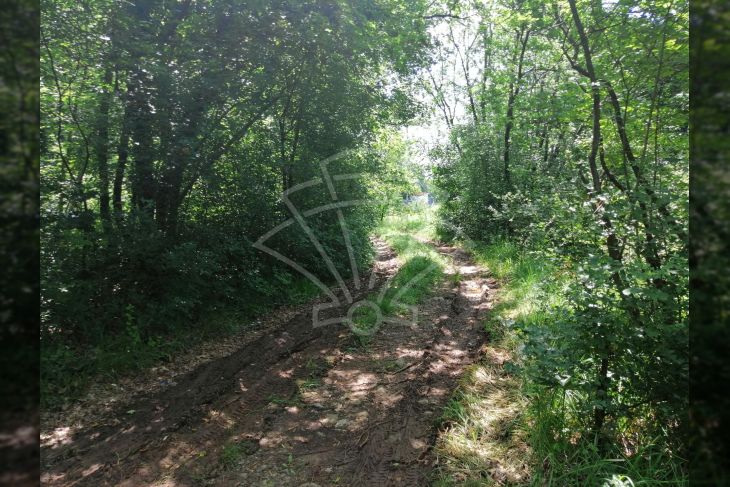 Šuma, Prodaja, Viškovo, Saršoni Šuma, Prodaja, Viškovo, Saršoni