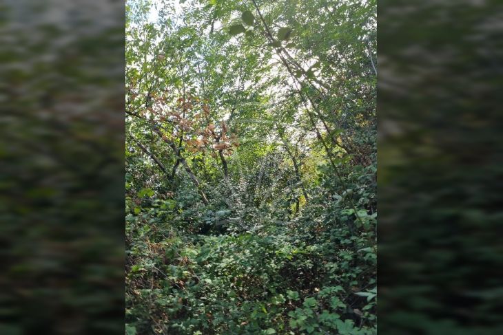 Građevinsko zemljište, Prodaja, Opatija - Okolica, Oprić Građevinsko zemljište, Prodaja, Opatija - Okolica, Oprić
