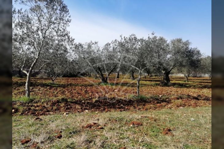 Poljoprivredno zemljište, Prodaja, Vodnjan, Vodnjan Poljoprivredno zemljište, Prodaja, Vodnjan, Vodnjan